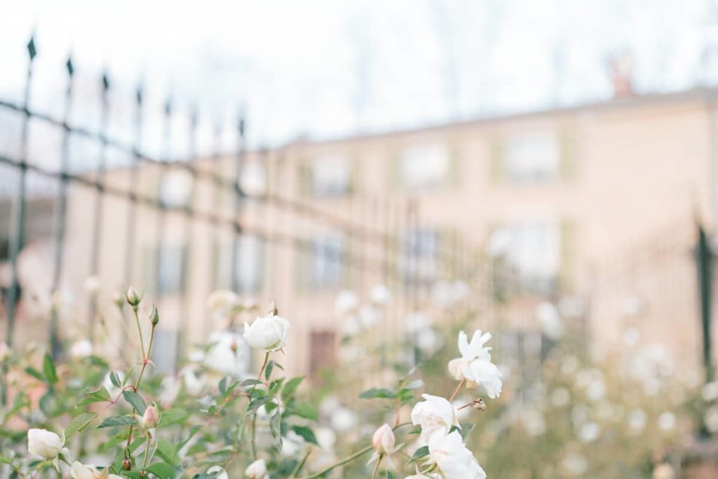 photo de roses au domaine de Vavril dans le beaujolais près de lyon